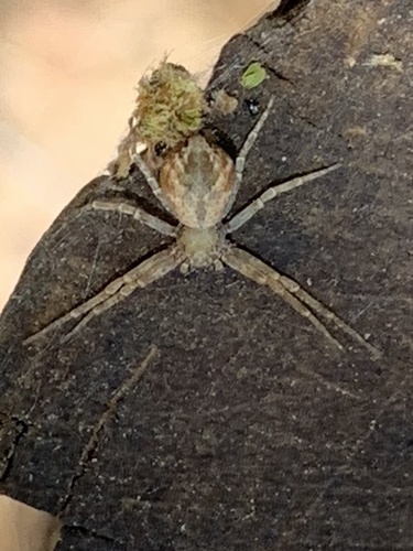 running crab spiders