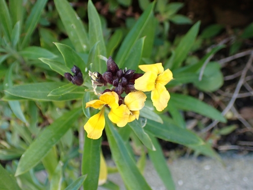 Erysimum cheiri observed 2026-10-18