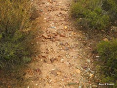 Bupleurum fruticescens