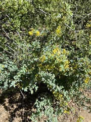 Berberis higginsiae