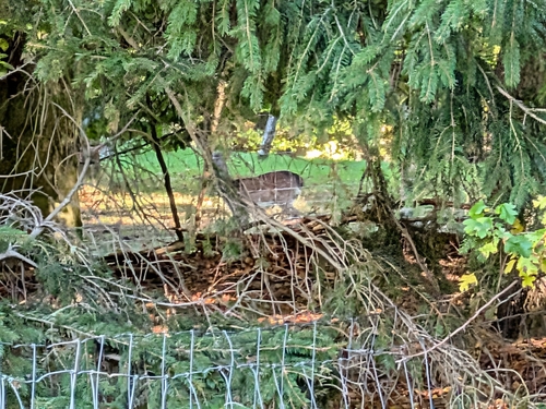 European Fallow Deer