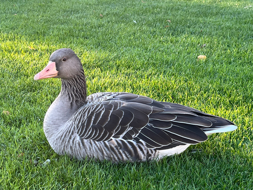 Greylag Goose