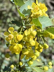 Berberis higginsiae