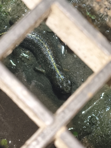 Italian Crested Newt