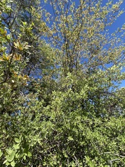 Quercus peninsularis