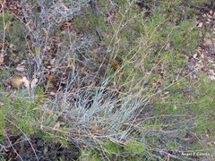 Bupleurum fruticescens