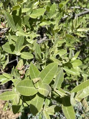 Quercus peninsularis