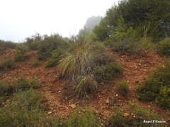 Macrochloa tenacissima