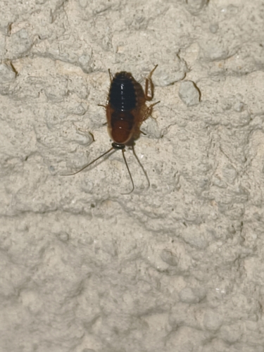 Forest Cockroach