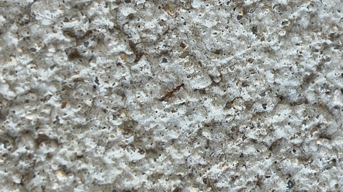 Common American Thief Ant