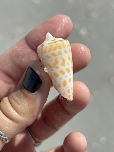 Conus spurius observed 2026-10-18