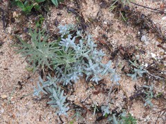 Teucrium pseudochamaepitys