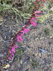 Penstemon clevelandii