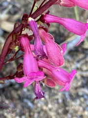 Penstemon clevelandii
