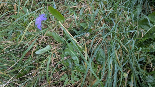 Field Scabious
