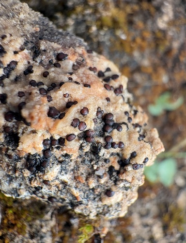 Frosted Grain-spored Lichen