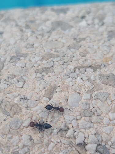 Mediterranean Acrobat Ant