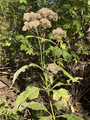 Eutrochium purpureum, 2026-10-18