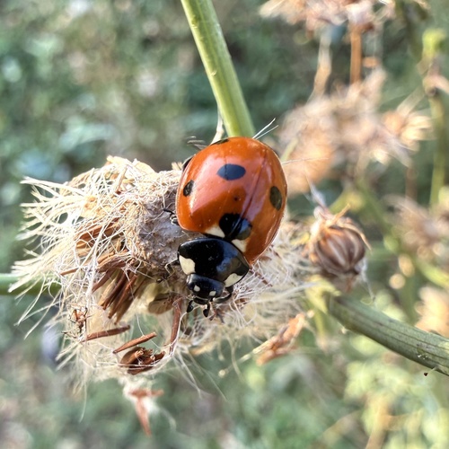 Seven-spotted Lady Beetle