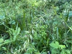 Elymus californicus