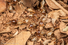 Macrotermes annandalei