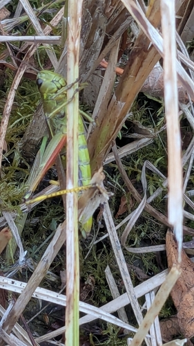 Large Marsh Grasshopper