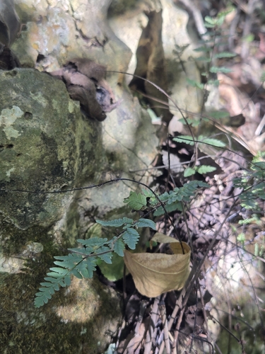 Myriopteris alabamensis, 2026-10-18