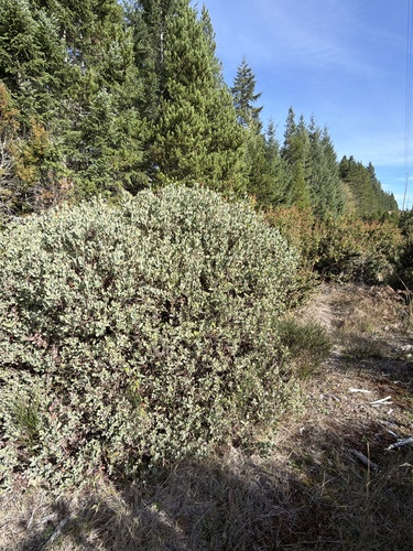 Arctostaphylos columbiana, 2026-10-18
