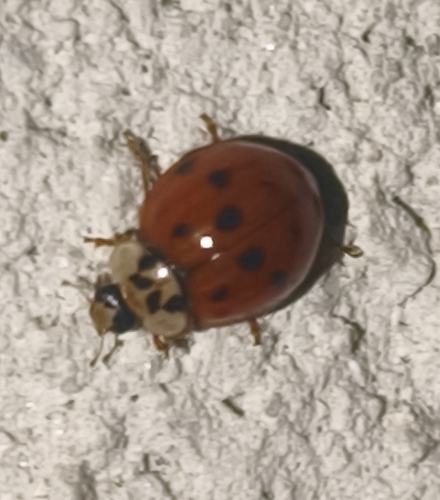 Asian Lady Beetle