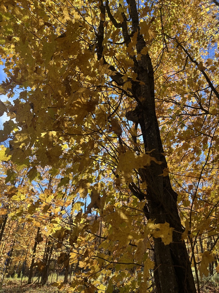 A photograph from Oct 18, 2026 near Jay Peak & Newport, where the observer’s point is approximate.