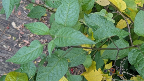 bittersweet nightshade