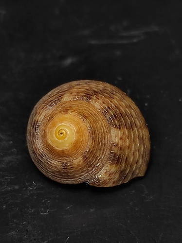 Gibbula philberti observed 2026-10-17
