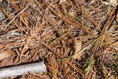 Mesostenus thoracicus