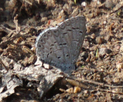 Celastrina lucia