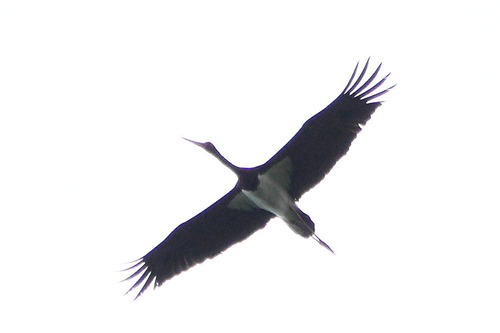 iNaturalist image
