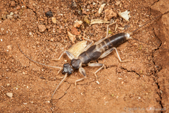 Diplatys