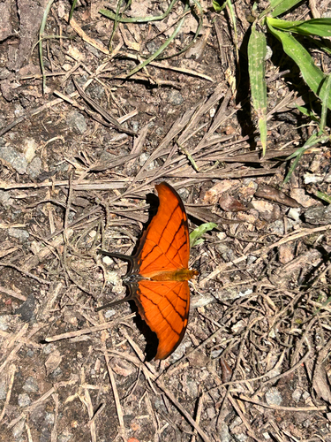 Ruddy Daggerwing