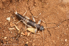 Diplatys