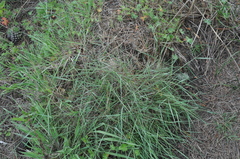 Agrostis pallens