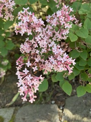 Syringa meyeri