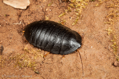 Pseudoglomeris tarsalis