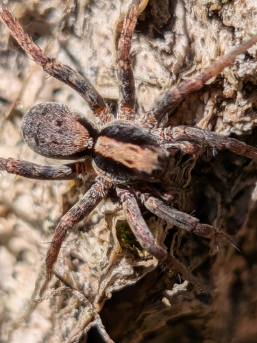 Burnt Wolf Spider