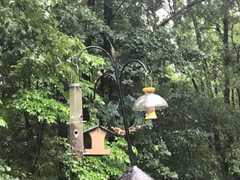 Poecile carolinensis