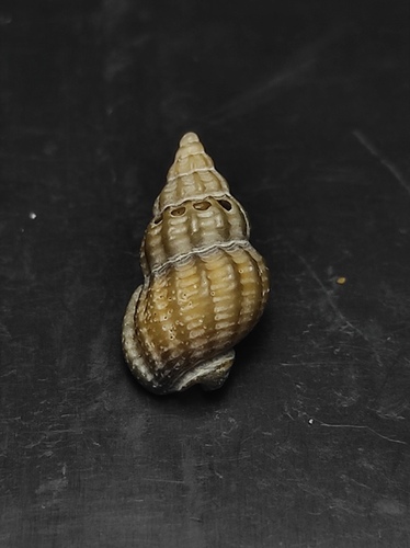 Tritia incrassata observed 2026-10-17