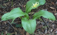 Erythronium tuolumnense