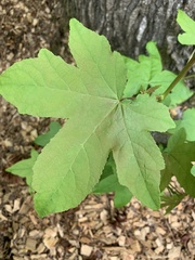 Liquidambar styraciflua