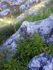 Lilium candidum