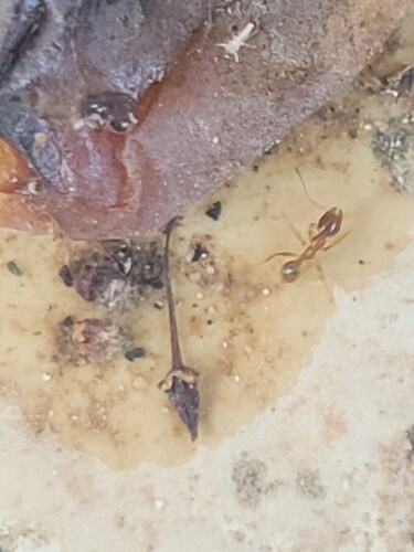 Pallid Big-headed Ant