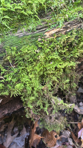 Thuidium delicatulum observed 2026-10-18