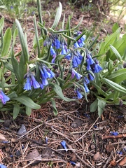 Mertensia oblongifolia